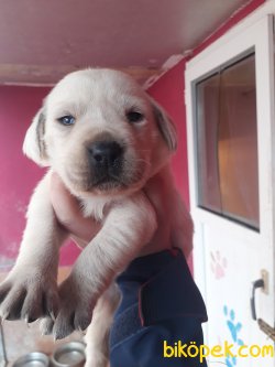 Renk Renk Labrador Retriever Yavrularımız 3
