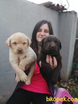Renk Renk Labrador Retriever Yavrularımız 1