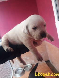 Renk Renk Labrador Retriever Yavrularımız 2