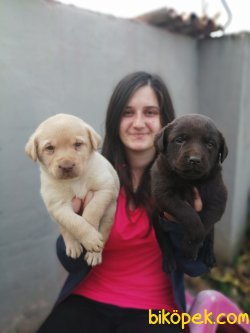 Renk Renk Labrador Retriever Yavrularımız 5