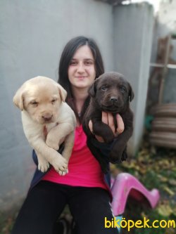 Renk Renk Labrador Retriever Yavrularımız 4