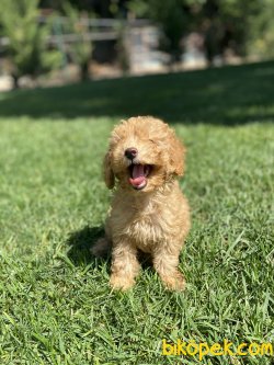TOY POODLE BEBEKLER 1