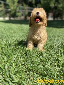 TOY POODLE BEBEKLER 3