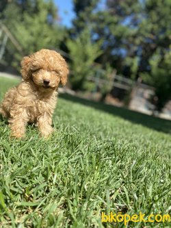 TOY POODLE BEBEKLER 2