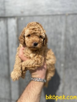 RENK RENK POODLE BEBEKLER 3