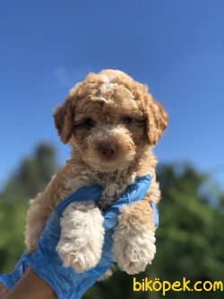 RENK RENK POODLE YAVRULAR 3