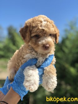 RENK RENK POODLE YAVRULAR 2
