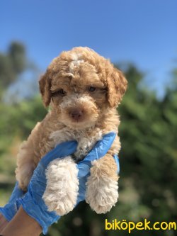 RENK RENK POODLE YAVRULAR 1