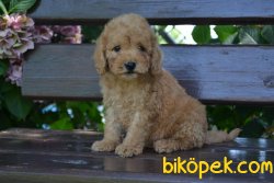 RENK RENK POODLE YAVRULAR 3