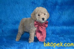 RENK RENK POODLE YAVRULAR 1