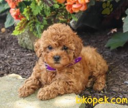 RENK RENK POODLE YAVRULARIMIZ 3