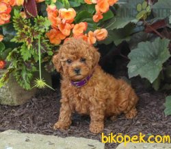 RENK RENK POODLE YAVRULARIMIZ 1