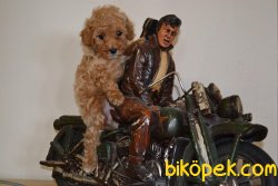 SAĞLIK GARANTİLİ TOY VE DEVPOODLE YAVRULARIMIZ 1