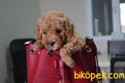 SAĞLIK GARANTİLİ TOY VE DEVPOODLE YAVRULARIMIZ 2