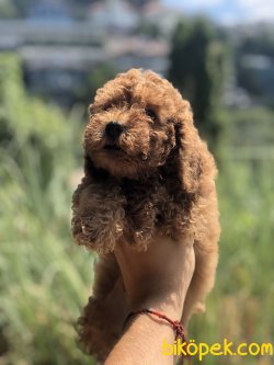 RENK RENK POODLE YAVRULARIMIZ 1