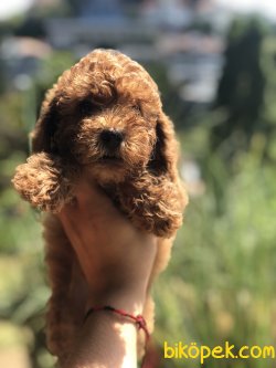 RENK RENK POODLE YAVRULARIMIZ 3