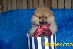 RENK RENK TEDDY BEAR FACE POMERANİAN BOO 2