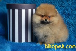 RENK RENK TEDDY BEAR FACE POMERANİAN BOO 3