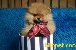 RENK RENK TEDDY BEAR FACE POMERANİAN BOO 1