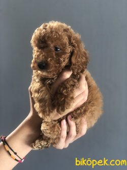 RENK RENK TOY POODLE BEBEKLERIMIZ 2