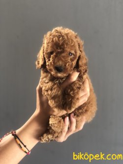 RENK RENK TOY POODLE BEBEKLERIMIZ 1