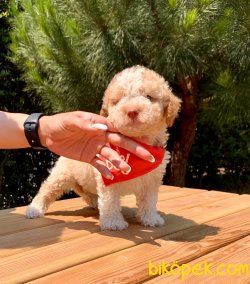 Renk Renk Toy Poodle Irkının En Güzel Yavruları 2