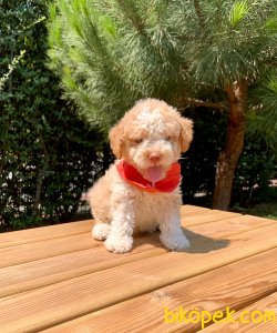Renk Renk Toy Poodle Irkının En Güzel Yavruları 1
