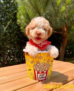 Renk Renk Toy Poodle Irkının En Güzel Yavruları 3