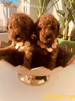 Her Renk Renk Toy Poodle Yavruları 1
