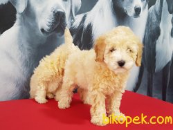 Her Renk Renk Toy Poodle Yavruları 5