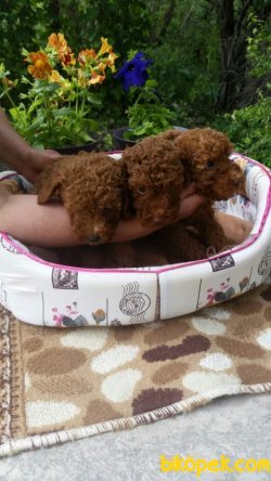 Renk Renk Toy Poodle Yavruları 2