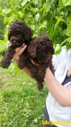 Renk Renk Toy Poodle Yavruları 3