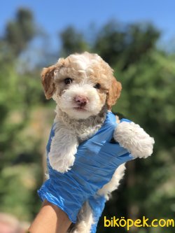 RENK RENK TOY POODLE YAVRULARIMIZ 1
