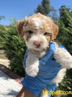 RENK RENK TOY POODLE YAVRULARIMIZ 3