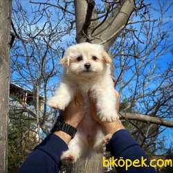 Renkli Göz Maltipoo Kızımız Coco / Yavrupatiler Den 2