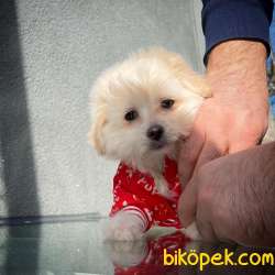 Renkli Göz Maltipoo Kızımız Coco / Yavrupatiler Den 3