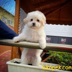 Renkli Göz Maltipoo Kızımız Coco / Yavrupatiler Den 5