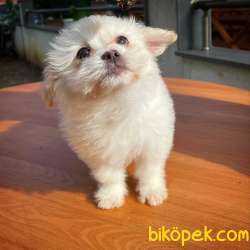 Renkli Göz Maltipoo Kızımız Coco / Yavrupatiler Den 4