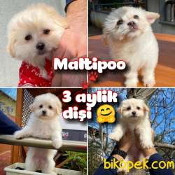 Renkli Göz Maltipoo Kızımız Coco / Yavrupatiler Den 1
