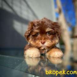 Renkli Göz Maltipoo Oğlumuz CHOCOLATE / Yavrupatiler Den 2