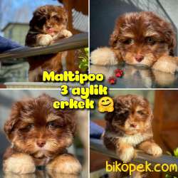 Renkli Göz Maltipoo Oğlumuz CHOCOLATE / Yavrupatiler Den 1