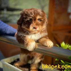Renkli Göz Maltipoo Oğlumuz CHOCOLATE / Yavrupatiler Den 4