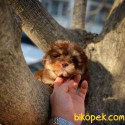 Renkli Göz Maltipoo Oğlumuz CHOCOLATE / Yavrupatiler Den 5
