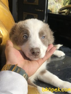 Renkli Gözlü Blu 2