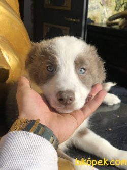 Renkli Gözlü Blu 3