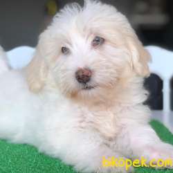 Renkli Gözlü Maltipoo Yavrum 1