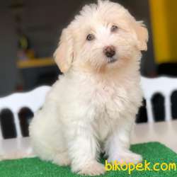 Renkli Gözlü Maltipoo Yavrum 2