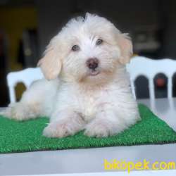 Renkli Gözlü Maltipoo Yavrum 3