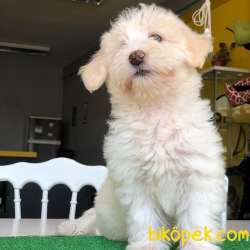 Renkli Gözlü Maltipoo Yavrum 5