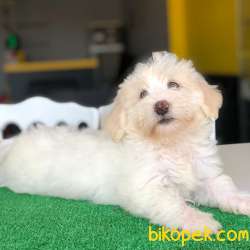 Renkli Gözlü Maltipoo Yavrum 4